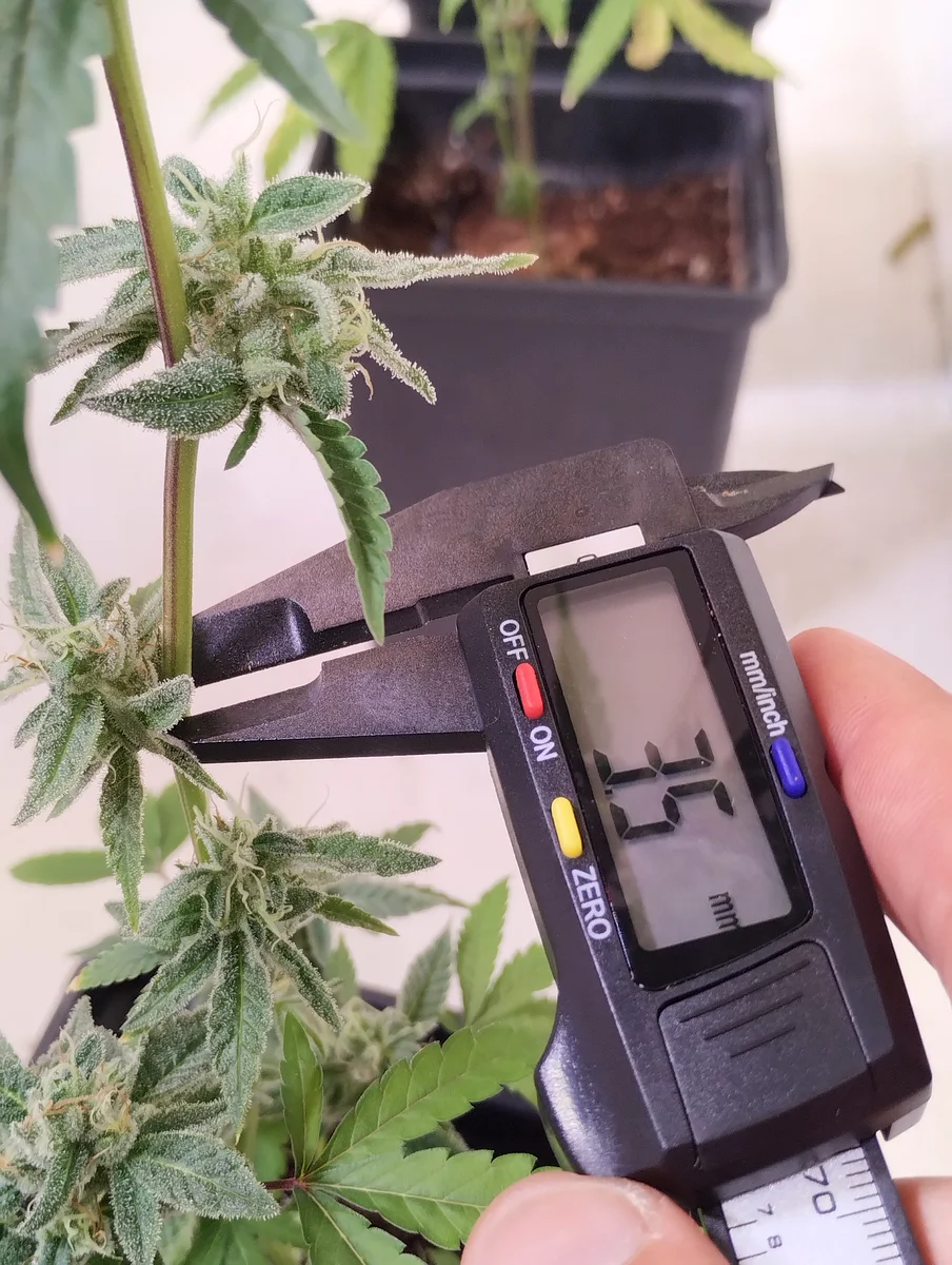 Medición de pecíolo con calibre electrónico en programa de fitomejoramiento de cannabis — criadero INASE Argentina