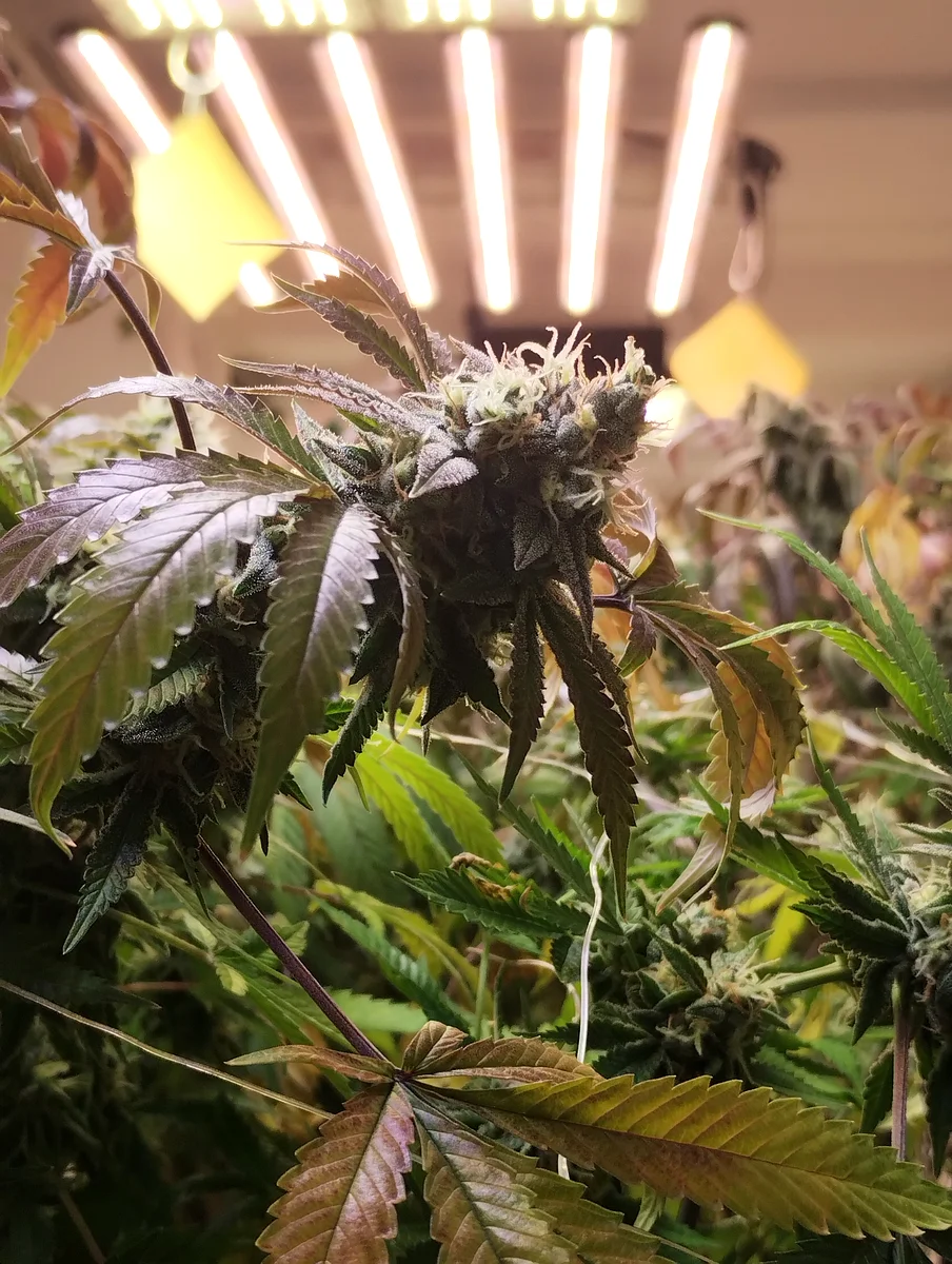Floración de cannabis medicinal indoor bajo luz LED — club de cultivo habilitado Ley 27.350