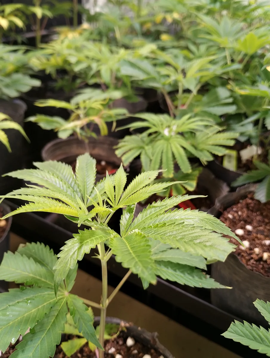 Plantel de plantas de cannabis en estado vegetativo — criadero de fitomejoramiento Argentina