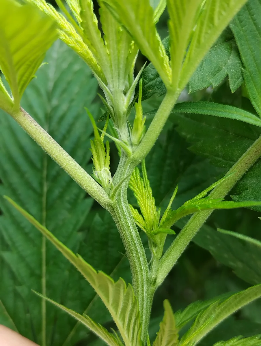 Observación de pre-floración en cannabis medicinal — seguimiento técnico de club de cultivo Argentina