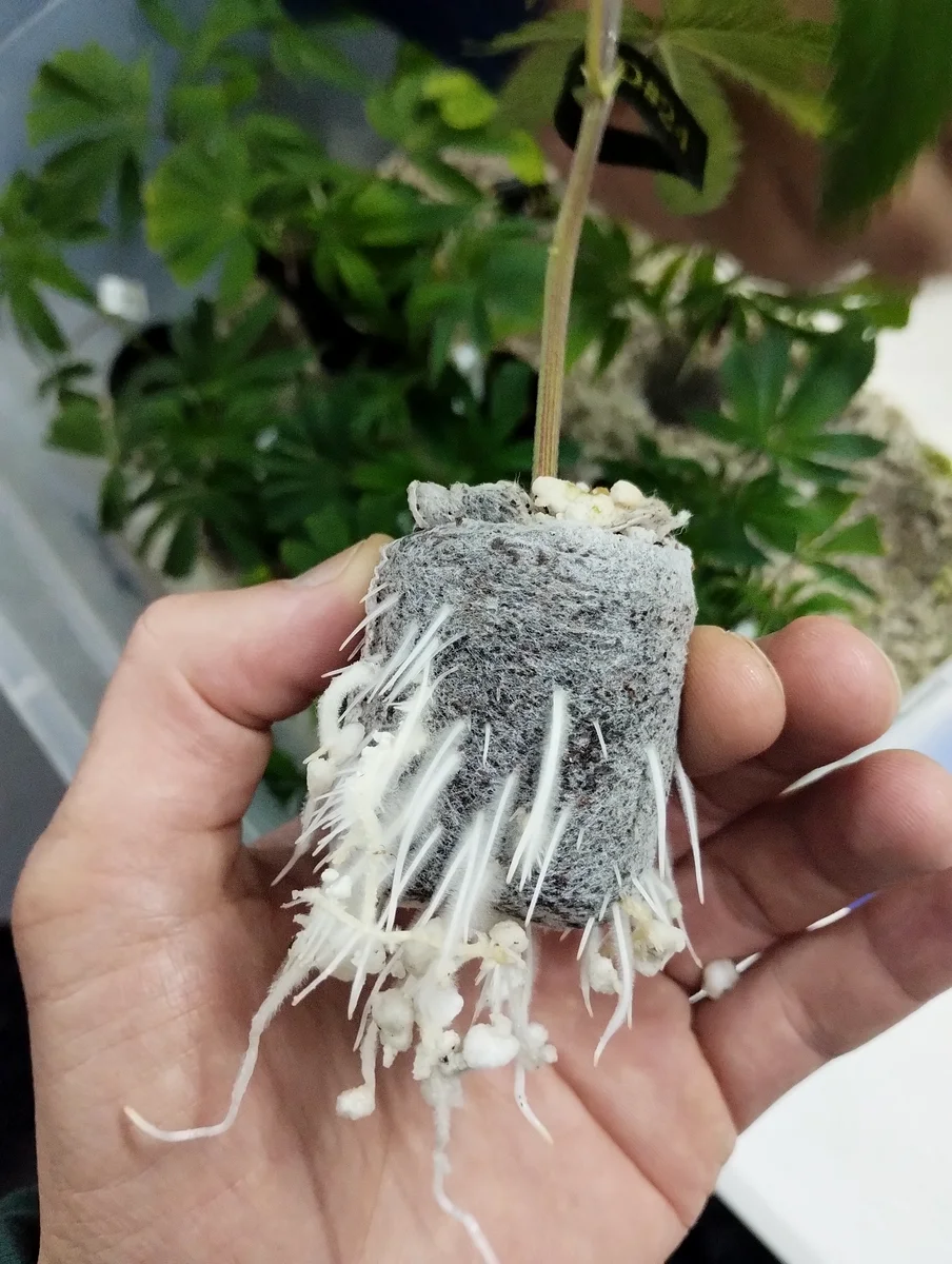 Esqueje de cannabis con raíces desarrolladas — propagación en criadero categoría A INASE