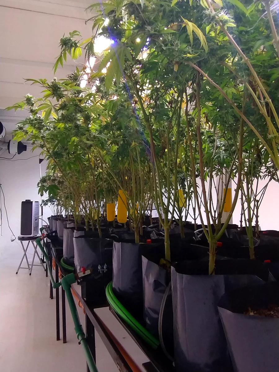 Sala de cultivo indoor de cannabis medicinal — club de cultivo bajo Ley 27.350 con seguimiento técnico